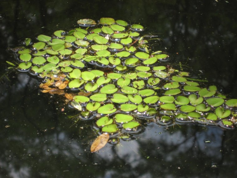 One giant salvinia plant can become 60 million in less than two months.